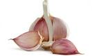 garlic 2
