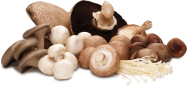 mushroom variety