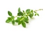 thyme bright